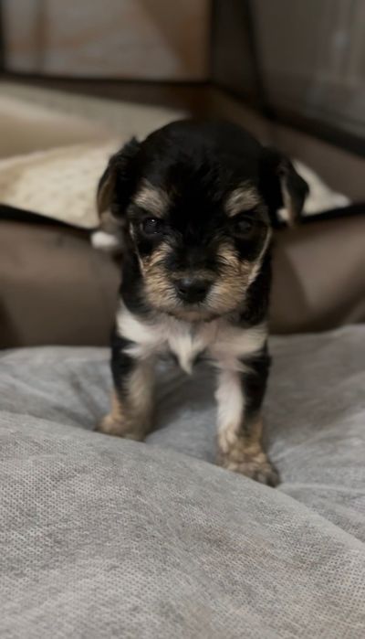 Міні Йоркширські тер’єри