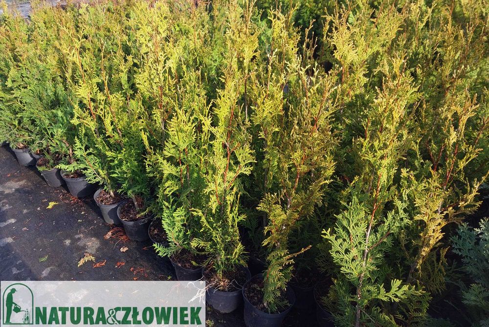 Thuja Aureospicata 80cm BRABANT 80 Szmaragd 70cm  PRODUCENT Śląsk Tuja