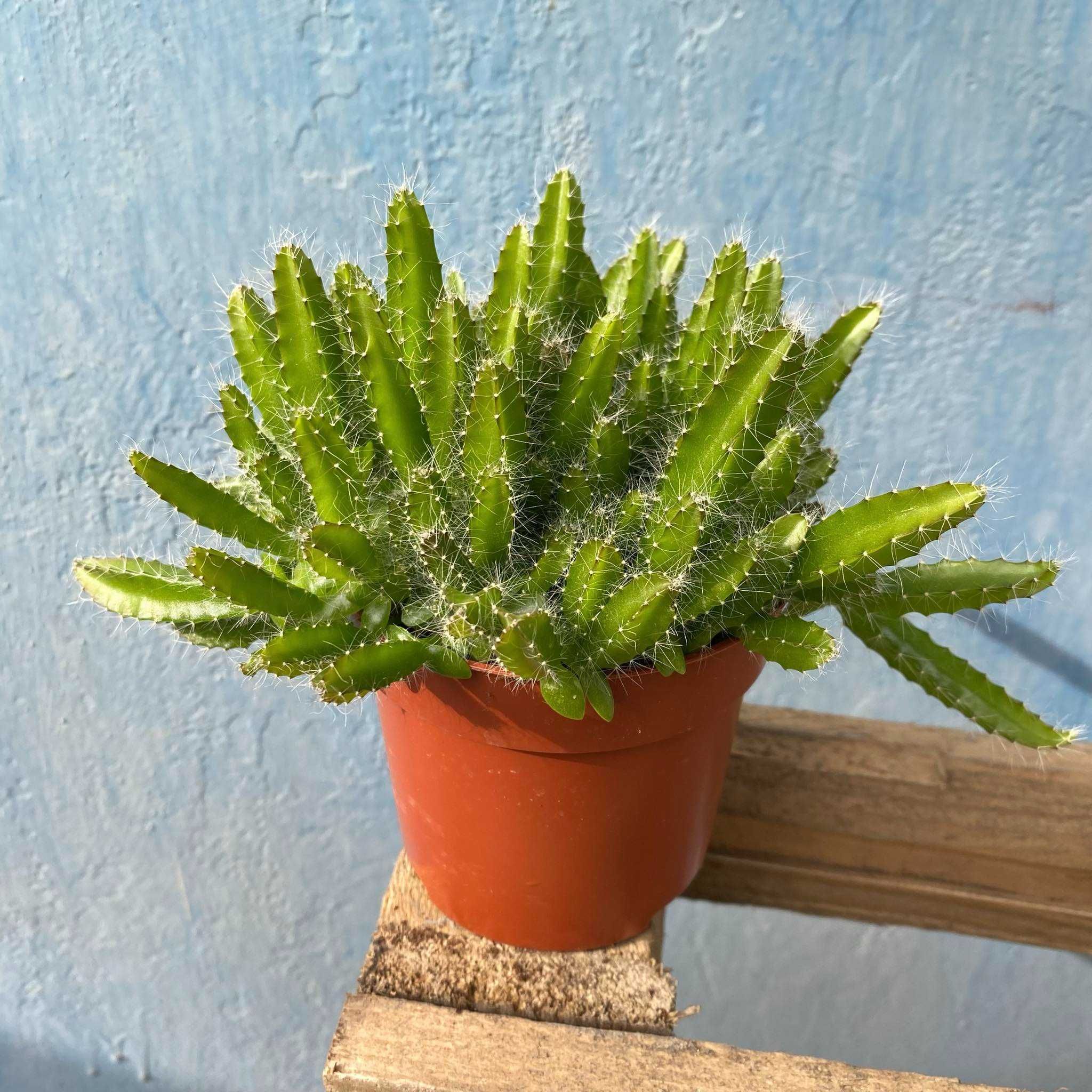 Hylocereus undatus - 'Pitaya, smoczy owoc Ogrzewacz w Cenie