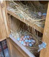 Різнокольорові інкубаційні яйця