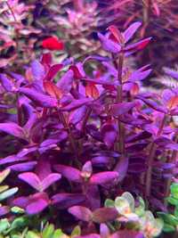 Bacopa salzmanii sp. PURPLE - roślina do akwarium - sklep AQUA PLANT