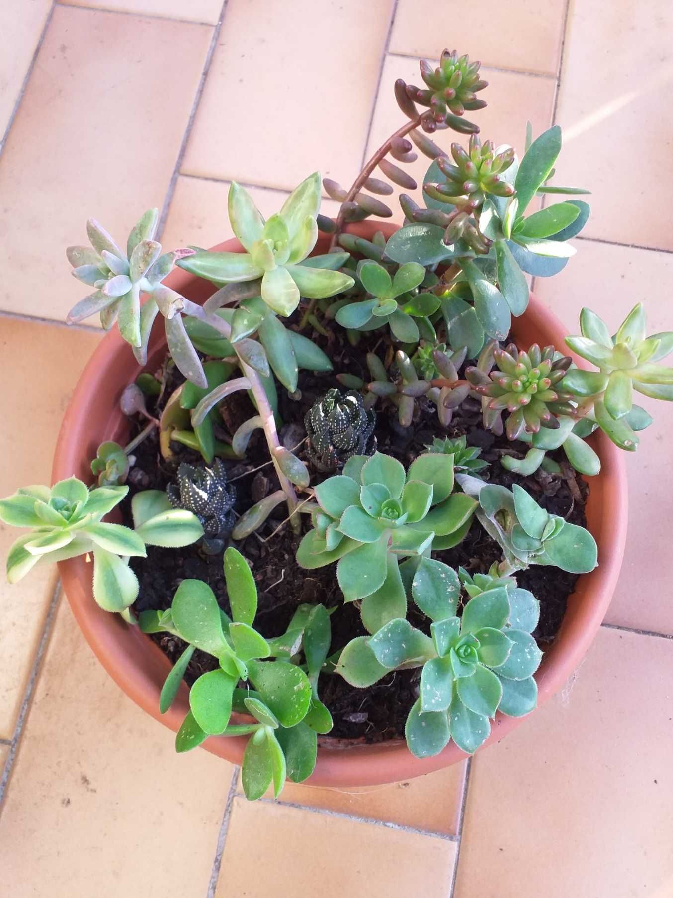 Arranjo mix suculentas