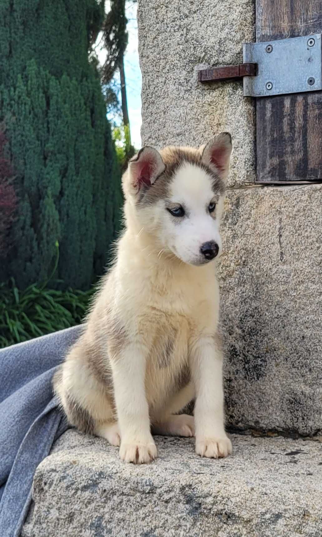 Husky Siberiano Fêmea