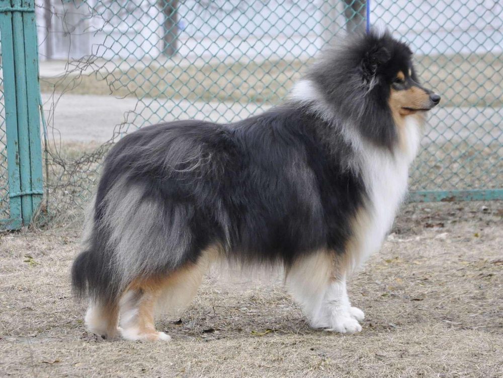щенки колли
