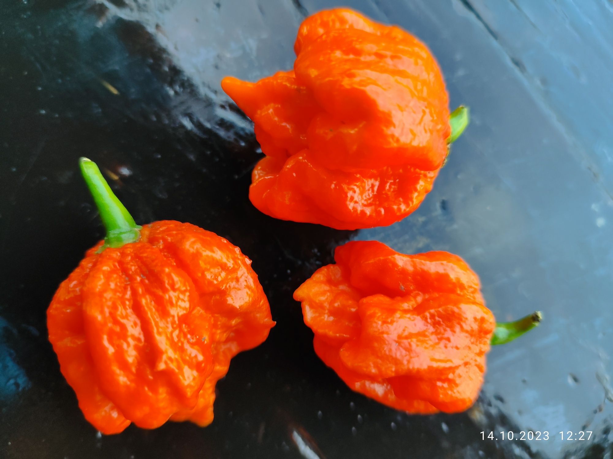 Насіння супергострих перців Carolina Reaper.