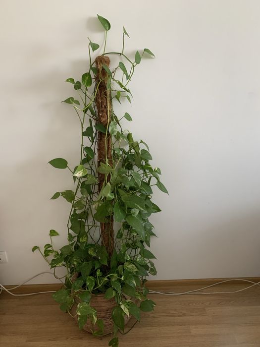 Комнатное растение