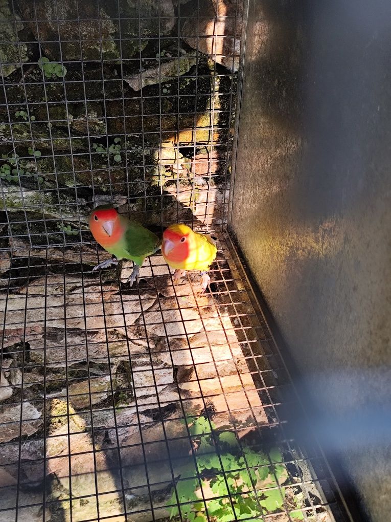 Vendo casal de agapónis