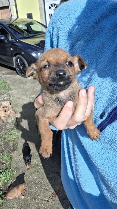 Dá-se cafezinhos bebés