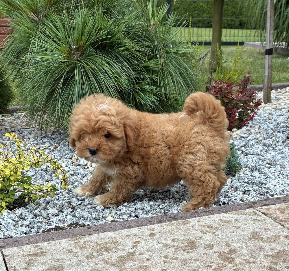 Maltipoo F1b super piesek