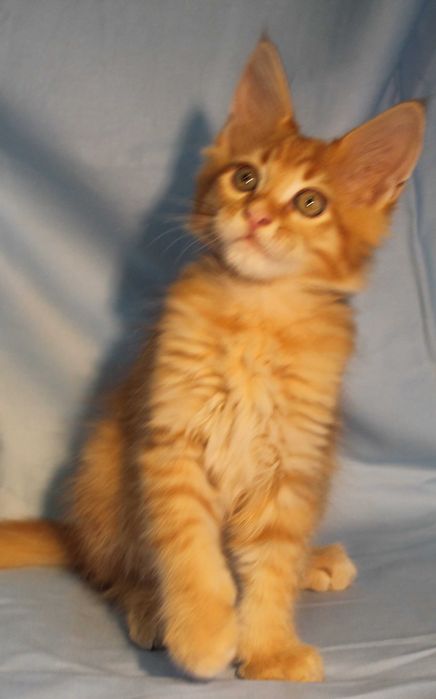 Кошенята Мейн Куни дівчата.