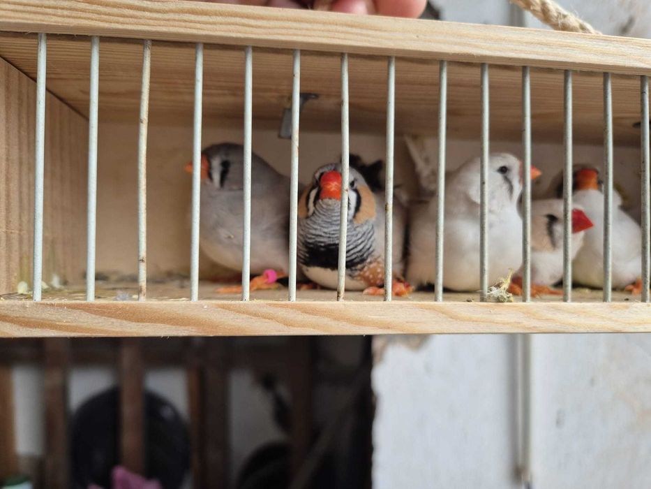 Diamante mandarim de exposição