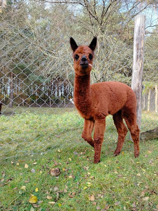 Sprzedam młodego samca alpakę