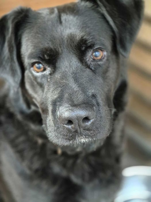 Duży samiec, czarny, spokojny, młody, 3lata