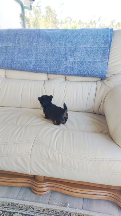 Yorkshire Terrier (macho)  miniatura disponível