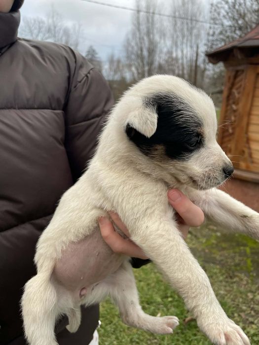 Віддам в добрі руку