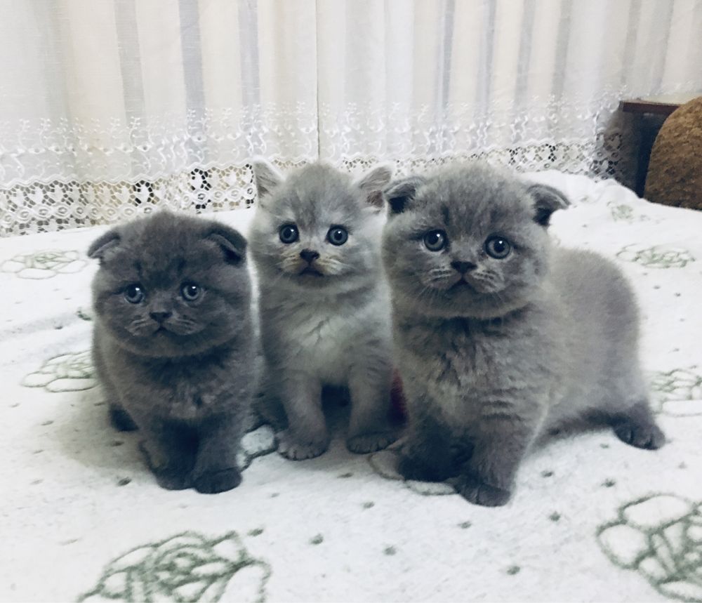 Шотландські кошенята / Шотландські котята / Scottish fold/straight