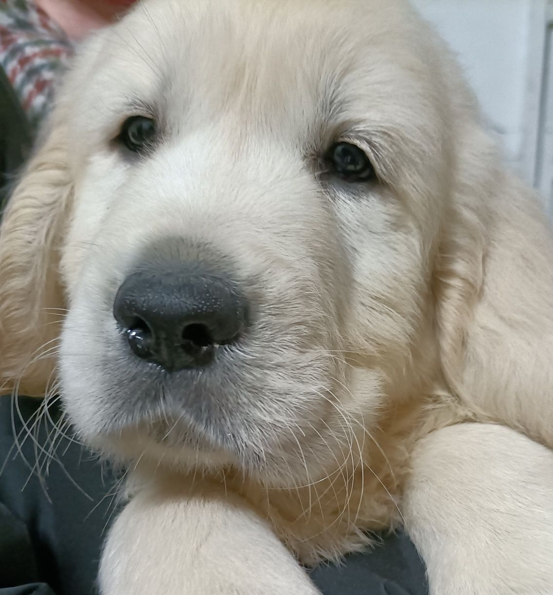 Golden Retriever Com Lop e Afixo