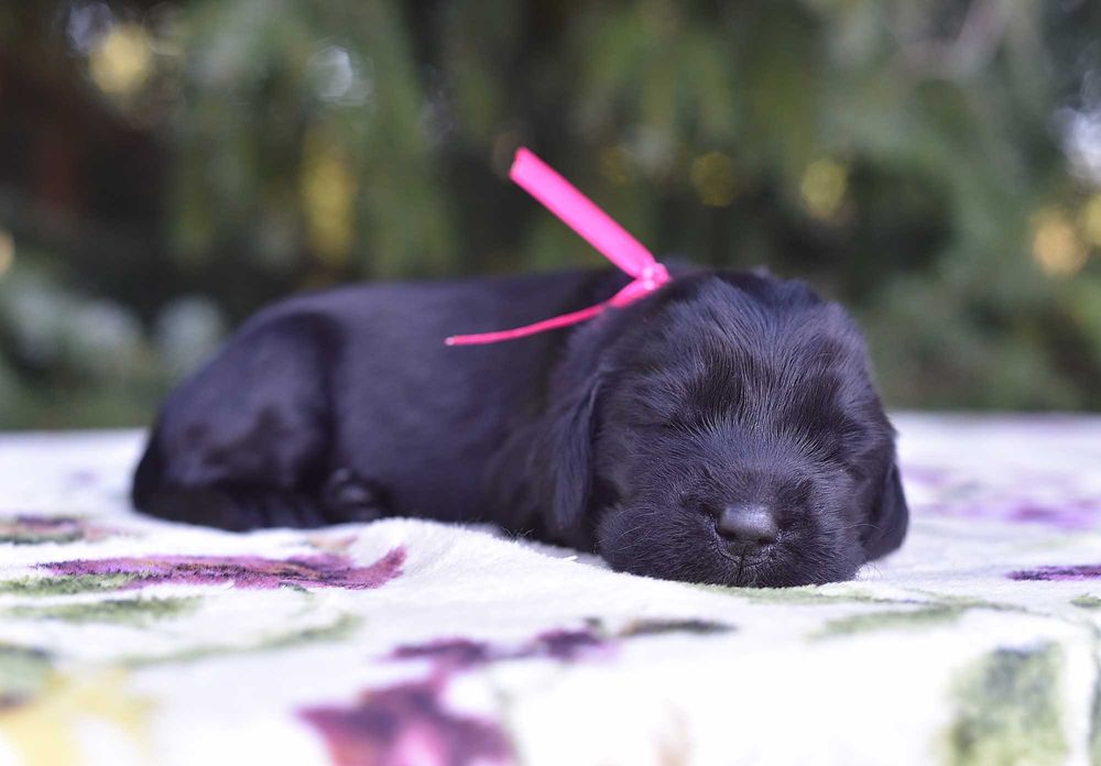 Flat Coated Retriever - czarna suczka  ZKwP/FCI