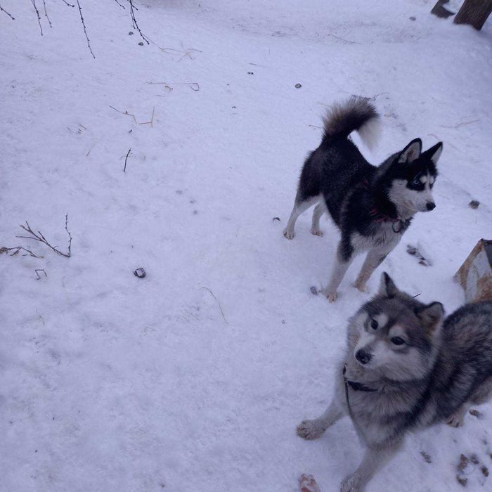 Продам  сибірську хаски