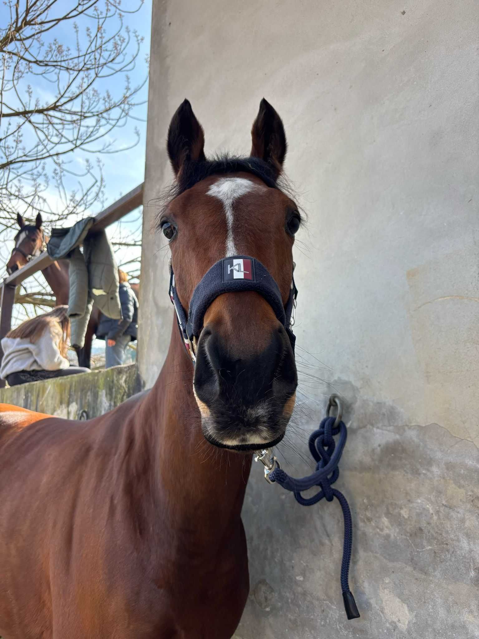 Cavalo PSI para venda