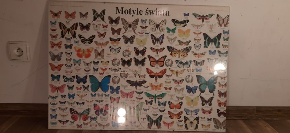 Motyle świata obraz