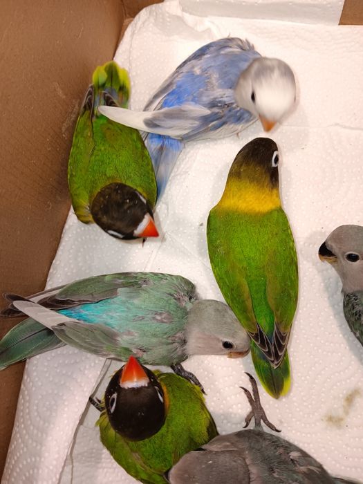 Personatas criados a mão