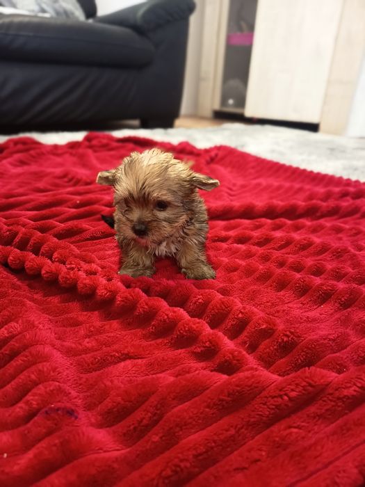 Yorrkshire Terrier gold miniatura ,em adulto fica muito dourado