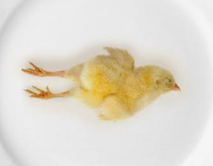 Суточные цыплята, заморозка , на корм для птиц, кошек , собак, и др.