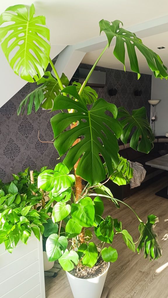 Monstera 2,5m, rośliny, kwiaty
