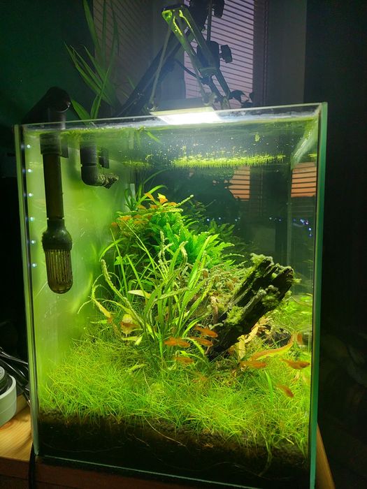 OKAZJA Zestaw akwarium 30l z wyposażeniem / Aranżacja / Roślinne / Co2
