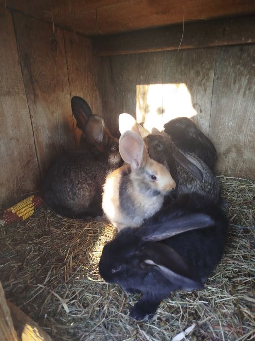 Króliki Olbrzym Belgijski