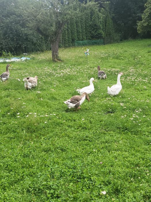 Indyki mięsne z wolnego wybiegu BIG 6 oraz gesi