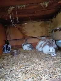 Młode króliki olbrzym srokacz