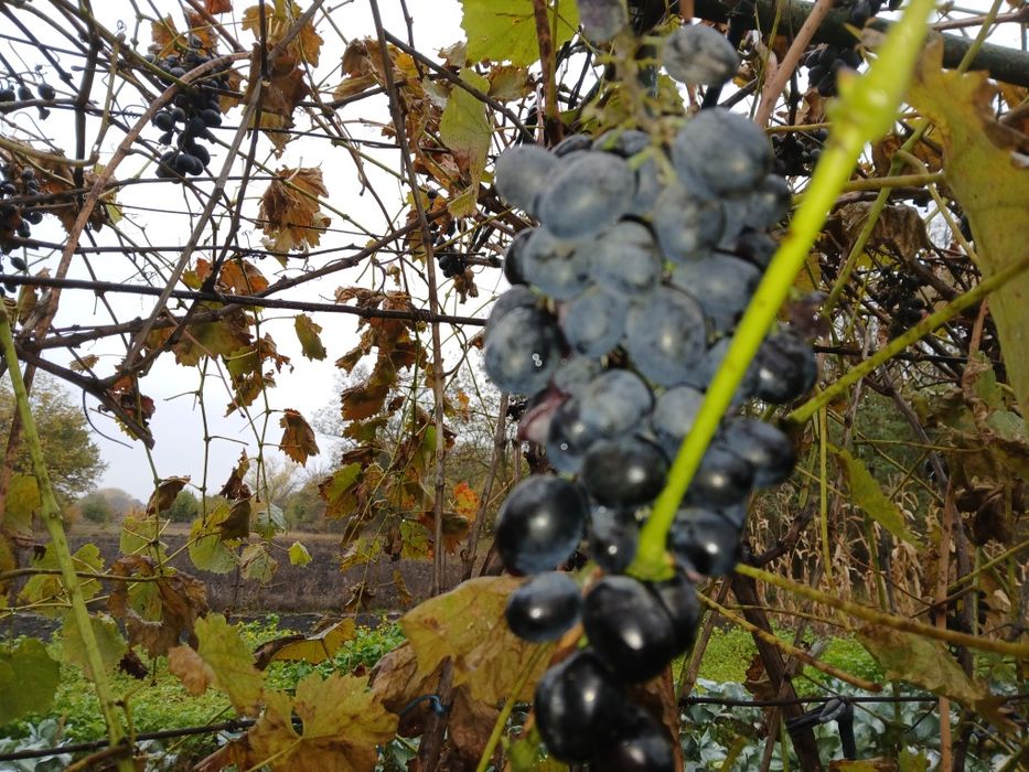 Виноград Восторг  +Виктория+Изабелла  Очень спелый. Для сока и вина .