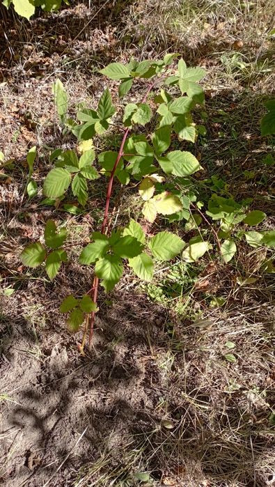Рослини для відкритого грунту