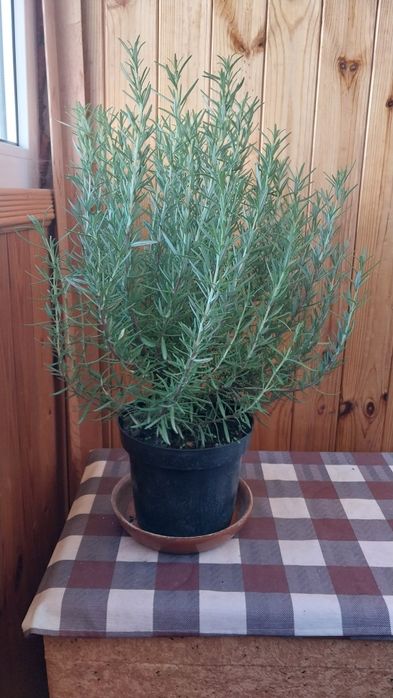 Розмарин в горщиках