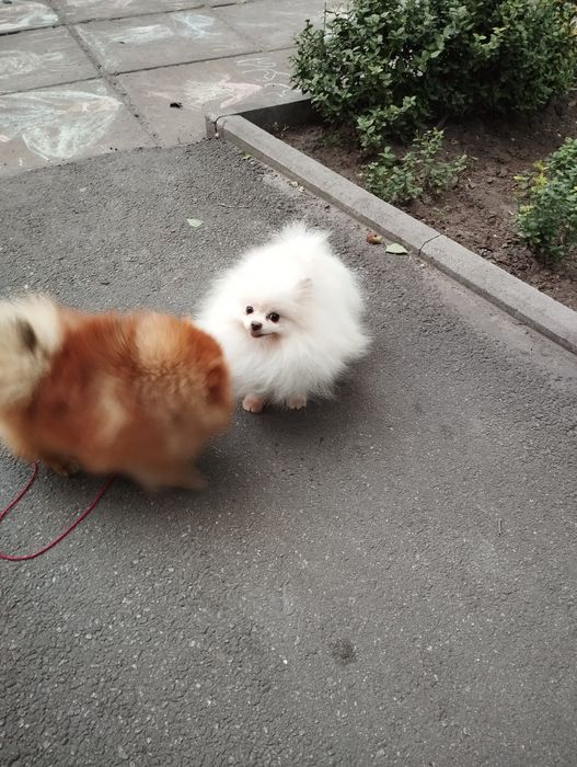 Померанец. Мальчик 10 мес.