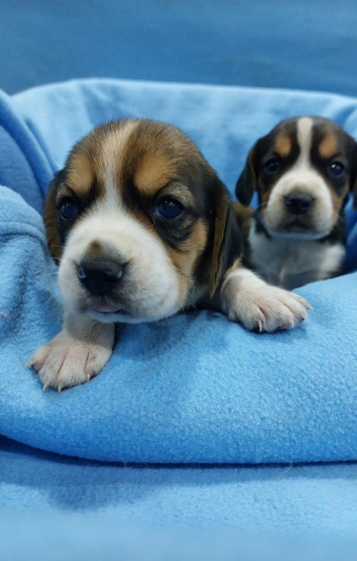 Magnífica Menina Beagle Tricolor Bebé