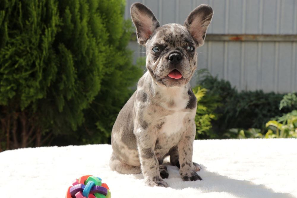 Блакитноока  лілово мерльова дівчинка