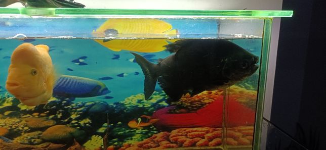 Piranha... 30cm  ciclídeo Midas e peixe gato invertido