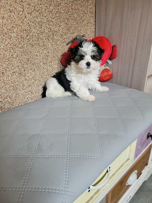 Suczka yorkshireterrier biewer