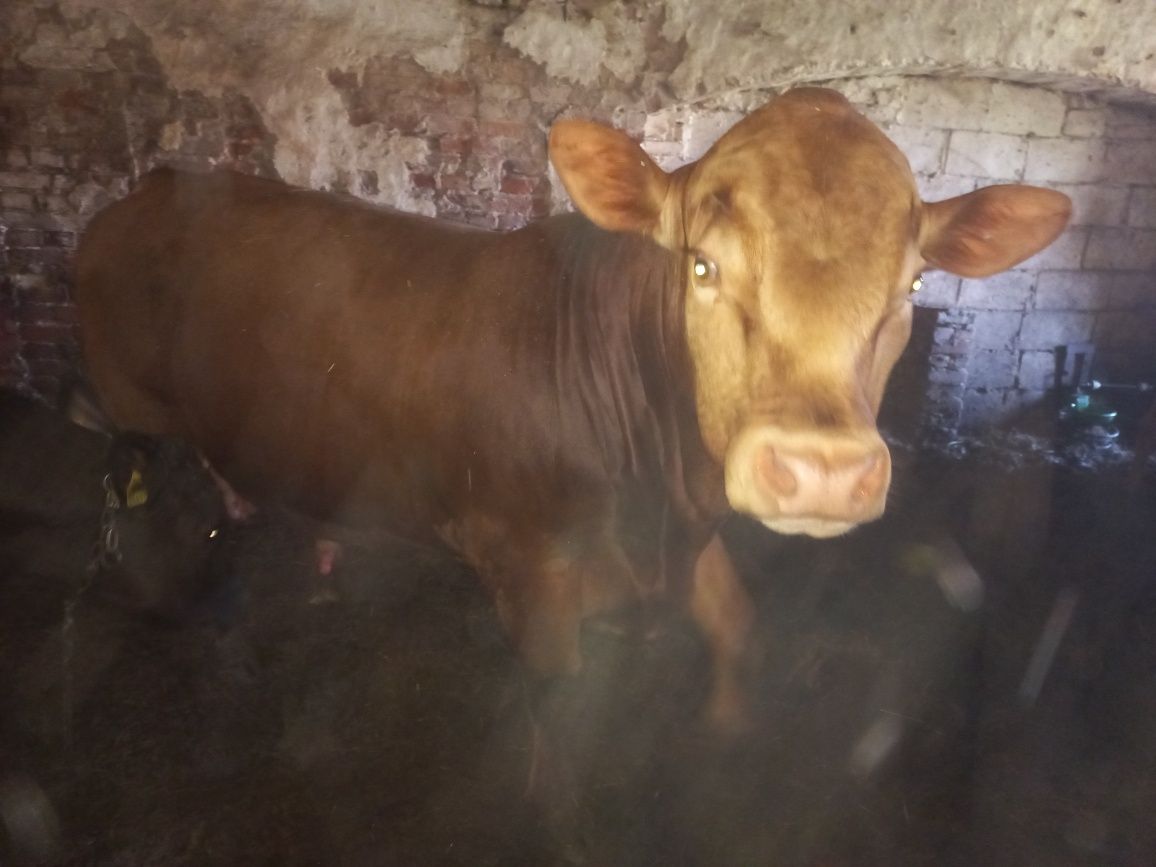 Buchaj byk angus czerwony mięsny rozplodnik bezrożny