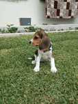 Beagle tricolor cachorro