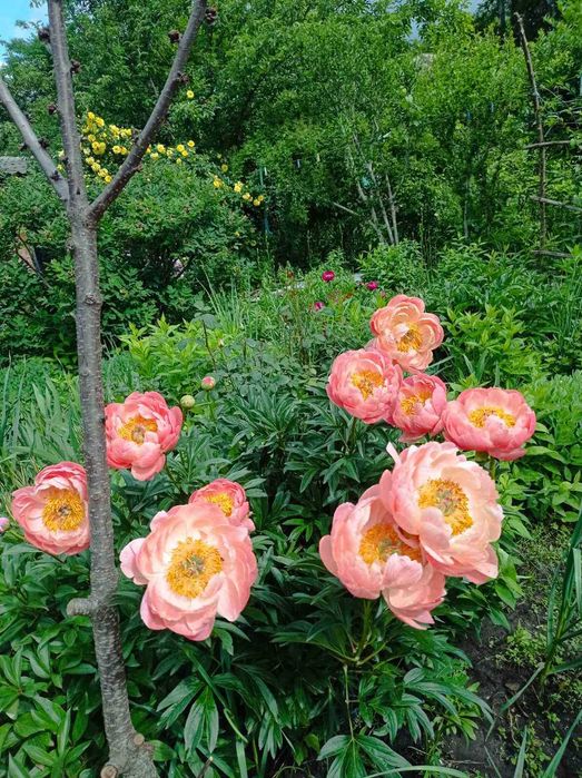 Продам саджанці різних квітів