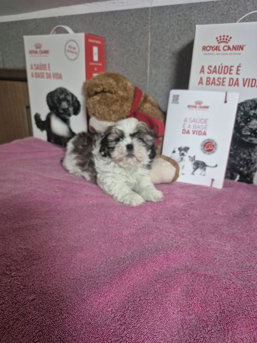 Shih-tzu Macho Tricolor Criadora Registada PT 3088 FL