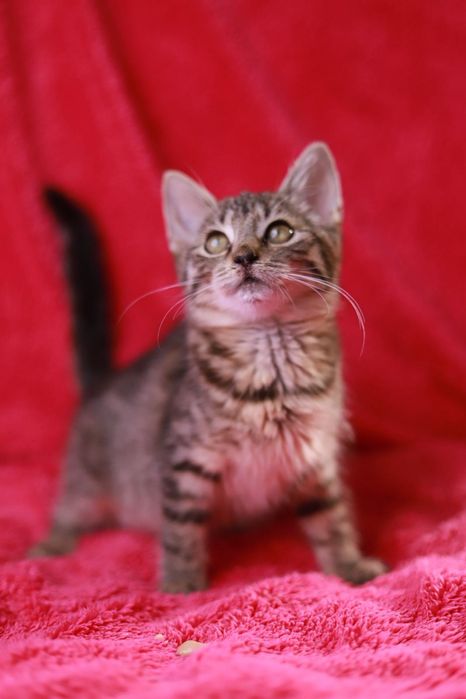 Bura koteczka szuka swojego miejsca na ziemi