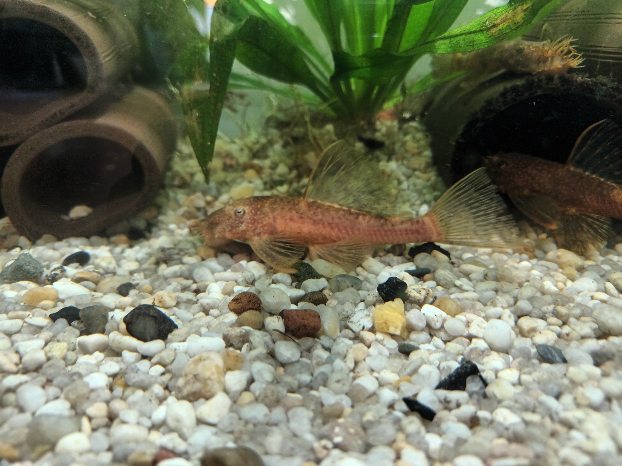 Ancistrus sp. Calico zbrojniki nie lda 16