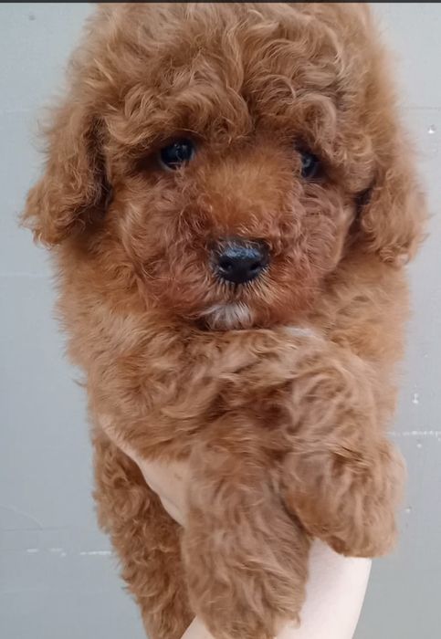 Шикарні дівчатка