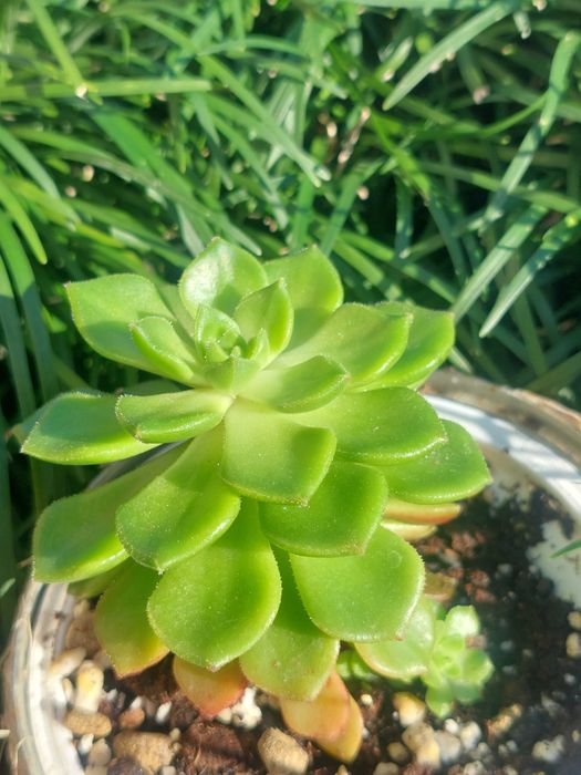 [Planta] Suculenta Sedeveria letizia