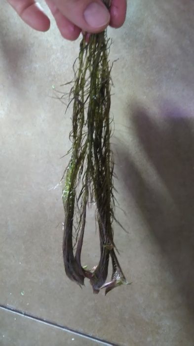 Rotala Walichii (Różowa)